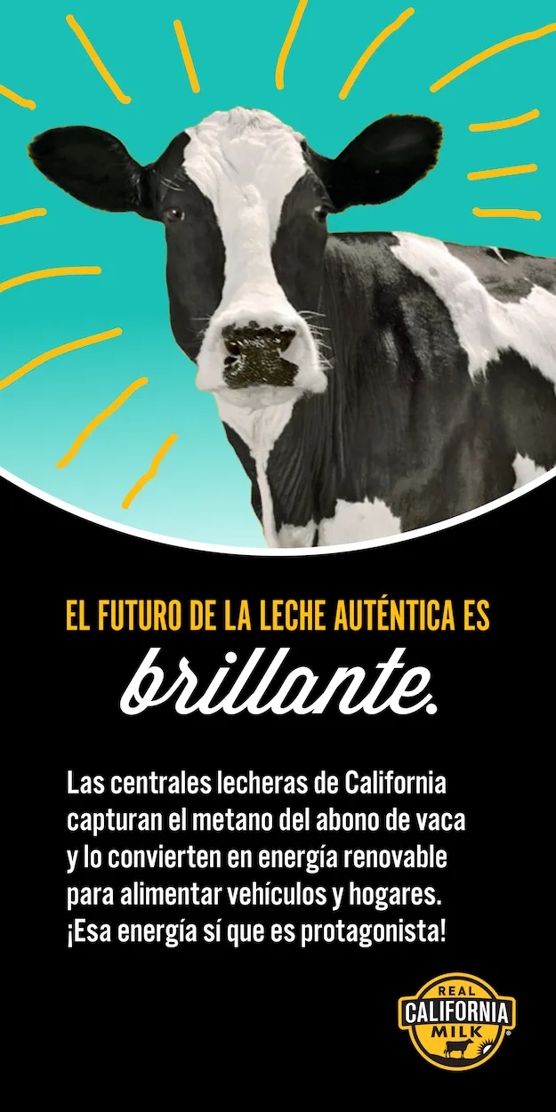 Vaca blanca y negra con rayos brillantes dibujados alrededor de su cabeza, promoviendo Real California Milk.