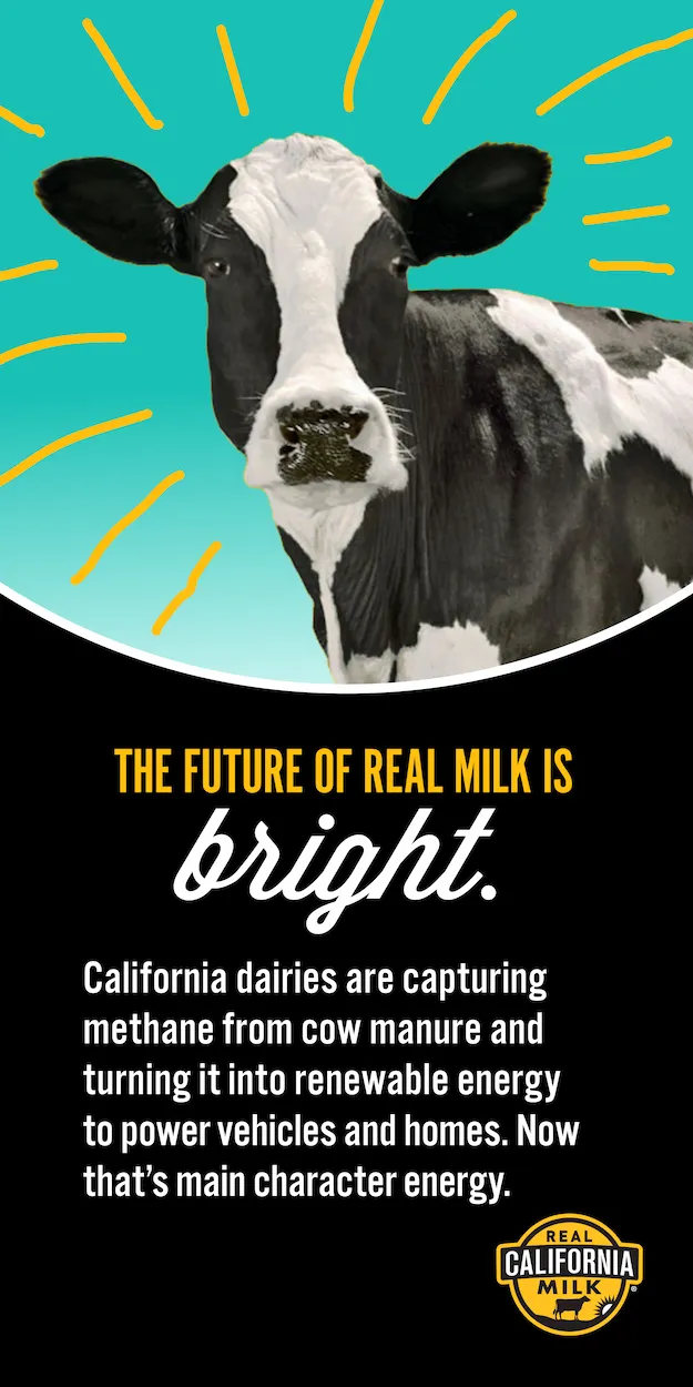 Black and white cow with bright rays drawn around its head, promoting Real California Milk.
